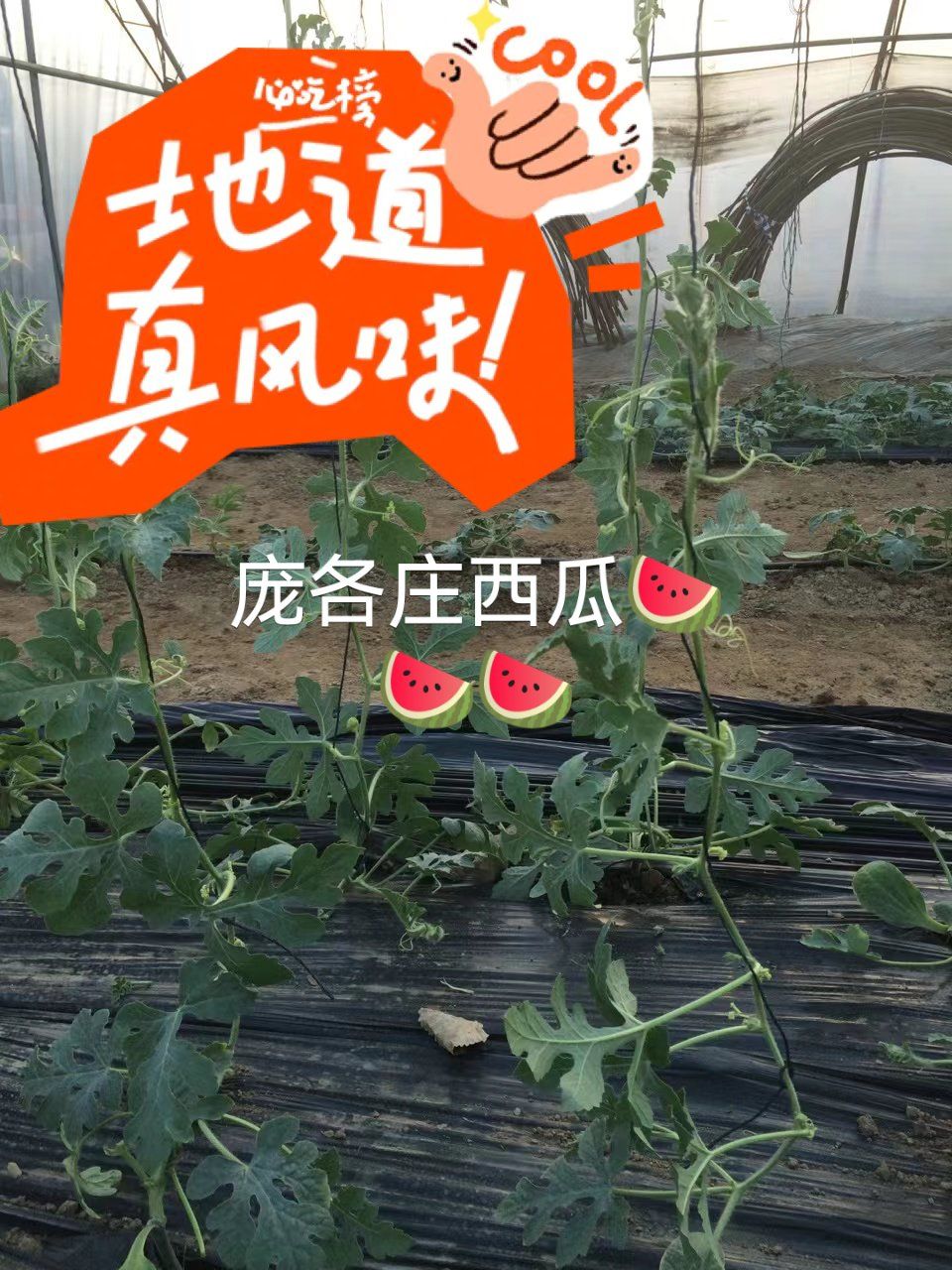 周末采摘好去处 #西瓜 #大兴庞各庄西瓜
