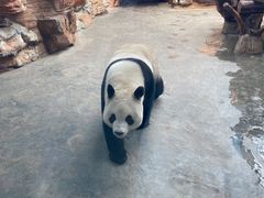 -石家庄市动物园