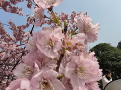 -武汉大学-樱园