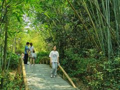 -大屏嶂森林公园