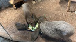 -Zoolung Zoolung动物主题公园(海信广场店)