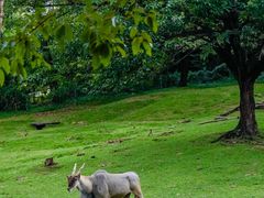 -深圳野生动物园