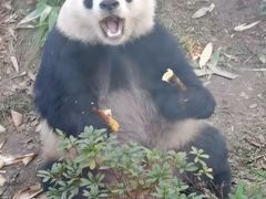 -武汉动物园