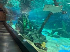 -锦艺城海洋馆