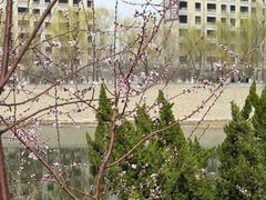 -桃花堤公园