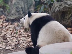 -成都动物园