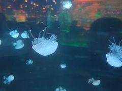 -石家庄海洋公园