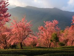 -无量山自然风景保护区