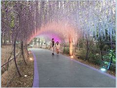 -大塘金香草谷