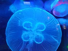 -太平洋海底世界