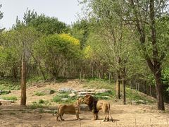-北京野生动物园