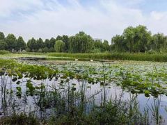 -北龙湖湿地公园