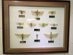 -上海昆虫博物馆