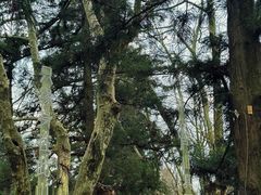 -庐山风景区花径公园