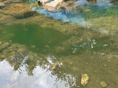 -广州白江湖森林公园