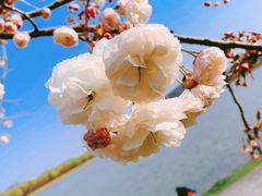 -羊山湖公园