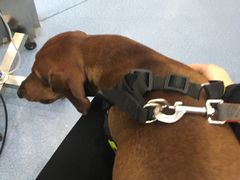 -伟伟宠物医院·CT影像中心·瑞派犬猫综合性门诊(汉口总院)