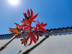 -绮园景区