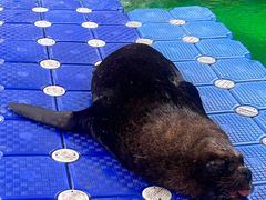 -海合安成都极地海洋公园