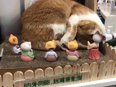 -爱侣·安琦尔宠物医院·中兽医针灸·心内科·狂犬免疫点(宝山区院)