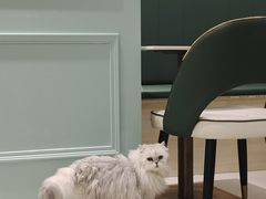 -安格丽娜·狗咖·猫咖羊驼咖(春熙路百盛商场店)