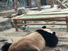 -武汉动物园