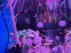 -花鸟鱼虫鲜花绿植市场(玉泉路店)