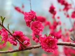 -海棠花溪(元大都城垣遗址公园)