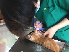 -瑞鹏宠物医院·微创内窥镜·骨外科·牙科(翠竹分院)