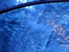 -太平洋海底世界