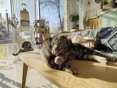 -平行世界·猫咖(首经贸店)