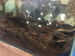 -本炙炭烤·蒲烧活鳗料理店(金沙洲店)