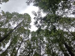 -东平国家森林公园
