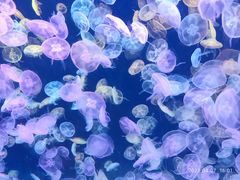 -海合安天津极地海洋公园
