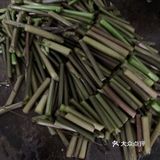 自己上山采的蕨菜就是好吃些
