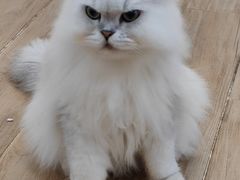 -李小姐の猫咖啡馆(五角场店)