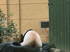 -成都动物园