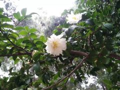 -叶家花园