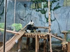 -深圳野生动物园