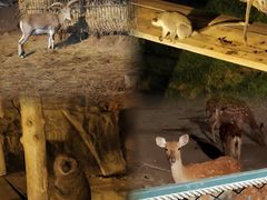 -大连森林动物园