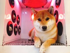 -PETKIT小佩宠物(古北店)