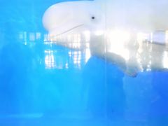 -泉城欧乐堡海洋极地世界
