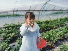 -喜杨洋草莓采摘园