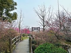 -苏州上方山国家森林公园