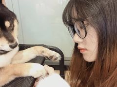 -南京Hallo宠物乐园·哈罗犬舍·柴犬繁育基地