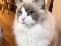 -MOCHA明星猫咖(田子坊店)
