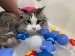 -车接车送·寄养洗护·德文猫舍(大宁店)