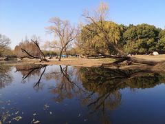 -上海共青森林公园