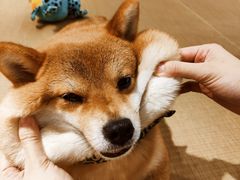 -逗柴咖啡屋·狗咖猫咖宠物桌游
