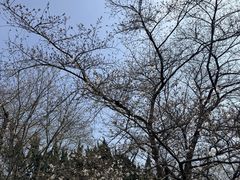 -嘉定紫藤园
